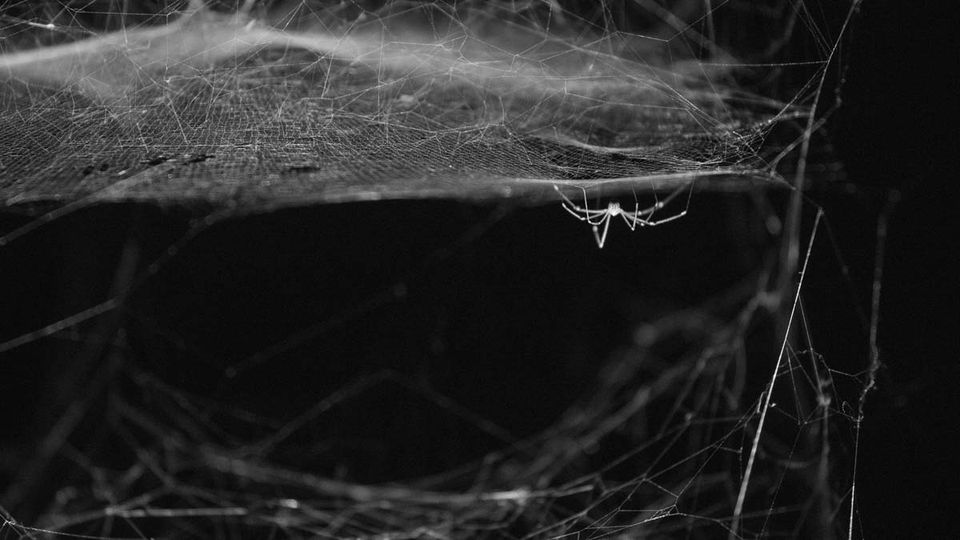 image from Tomàs Saraceno et les araignées du musée